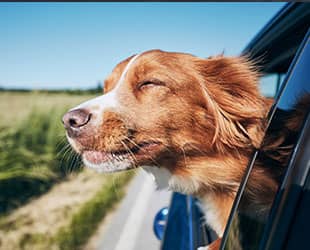 Pet Friendly Seat Covers