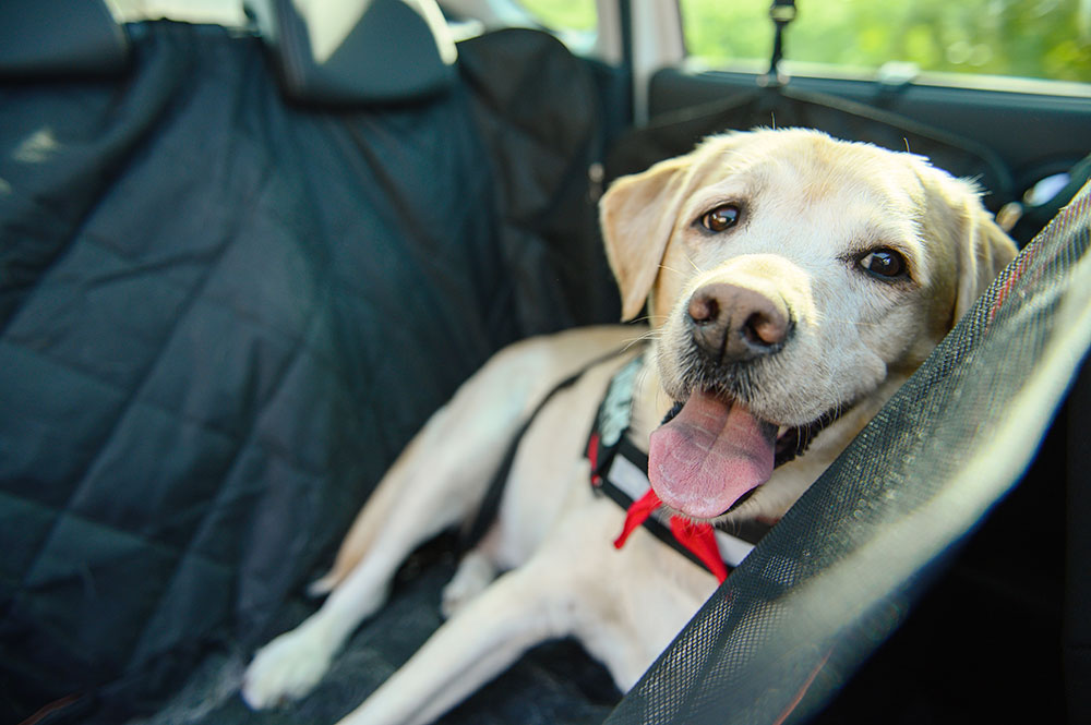 Dog seat covers for SUV protecting the car’s seats from pet hair and dirt