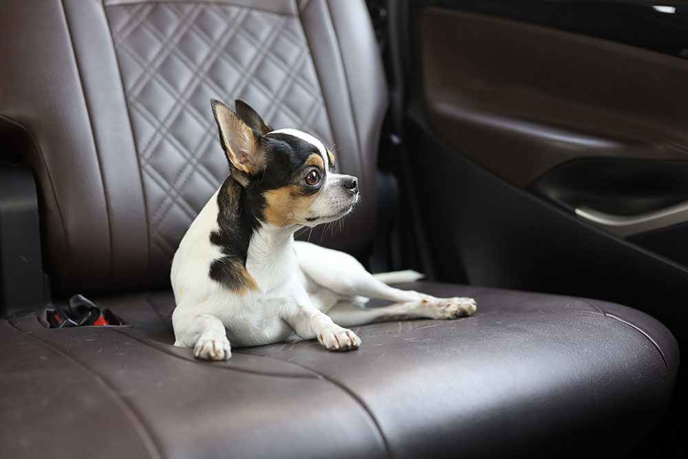 Dog seat covers for SUV protecting the car’s seats from pet hair and dirt