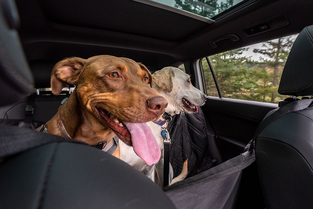 Dog seat covers for SUV protecting the car’s seats from pet hair and dirt