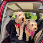 Bringing your pup along for errands, weekend hikes, or cross-country adventures is pure joy—until muddy paws, shedding fur, and surprise spills meet your upholstery. A back seat cover for dogs isn’t just a nice-to-have; it’s a practical upgrade that protects your interior, keeps your dog safer, and makes cleanup simple. Below are seven compelling reasons to add one now, plus expert guidance on choosing, installing, and caring for the right cover for your vehicle and lifestyle. Reason 1: Protect Your Upholstery from Dirt, Fur, and Claws Keeping your seats clean is easier when a back seat cover for dogs creates a full barrier between your pet and your factory fabric or leather. https://www.shutterstock.com/image-photo/small-whoodle-dog-mixed-breed-wheaten-2336780365 A quality liner shields against sand, hair, and everyday grime while preventing claw scuffs on stitching and bolsters—especially important f5or newer vehicles or premium interiors. Everyday messes add up Even “clean” dogs shed oils and dander that embed in fibers. Over time, that buildup dulls color and traps odors. A removable cover takes the abuse, then washes up nicely. Seasonal protection From muddy spring trails to salty winter roads, environmental residue is no match for a durable, water-resistant surface. Your seats stay like-new beneath. Reason 2: Contain Spills and Accidents (Water-Resistant Peace of Mind) Accidents happen—and a back seat cover for dogs is your first line of defense against moisture and stains. Look for multi-layer construction with a water-resistant or waterproof top layer, plus a padded core that slows liquid migration while you find a towel. Hydration on the go Sloshed water bowls and post-swim shakes won’t soak your upholstery when the cover forms a catch zone for quick cleanup. Road-trip reliability Long drives can trigger motion stomachs. A protective cover minimizes permanent damage and odor if your dog gets carsick. Reason 3: Improve Safety with Anti-Slip and Seat-Belt Pass-Throughs Stability matters, and a back seat cover for dogs with non-slip backing helps prevent sliding during cornering or braking. https://www.shutterstock.com/image-photo/staffordshire-bull-terrier-dog-on-rear-2418195899  Premium covers include textured undersides and anchor points that hold the mat in place, plus strategically placed pass-throughs for harness tethers. Secure seating = calmer riding When dogs feel planted, they pace less, pant less, and settle faster—reducing distractions for the driver. Harness-ready design Built-in openings let you clip a crash-tested harness to the seat belt buckle, keeping your dog safely restrained and your cover properly positioned. Reason 4: Reduce Allergens and Odors Inside Your Cabin A washable back seat cover for dogs traps dander and hair on a single, removable surface. Instead of deep-cleaning cushions, you simply shake out, vacuum, or wash the cover—cutting allergens and smells that otherwise linger in foam and fabrics. Better air quality Concentrating debris on the cover helps your cabin filter and vents stay cleaner, which is especially helpful for allergy-sensitive riders. Faster refresh Quick maintenance between trips keeps the inside of your car guest-ready without expensive detailing. Reason 5: Extend Vehicle Resale Value Buyers notice spotless interiors, and a back seat cover for dogs preserves the look and feel of your original seats. https://www.shutterstock.com/image-photo/two-dogs-sitting-car-backseat-safe-2313952317 Well-kept upholstery signals careful ownership, which can translate to stronger trade-in or resale offers. Invisible insurance Even with careful vacuuming, micro-scratches and stains accumulate. A protective layer prevents hidden wear that devalues the vehicle over time. Family- and pet-friendly appeal If the next owner has kids or pets, a clean, odor-free cabin is a big selling point. Reason 6: Comfort and Temperature Control for Longer Rides A padded back seat cover for dogs turns a slick bench into a cozy, grippy lounge. Textured fabrics help your dog “anchor” on turns, while quilted cores add joint-friendly cushioning for seniors and big breeds. Cooler in summer, warmer in winter Some fabrics dissipate heat better than leather and feel less chilly than vinyl on frosty mornings—helping your dog relax sooner. Less fatigue = fewer fidgets Comfort reduces constant shifting and pawing, which also protects your door cards and front seatbacks. Reason 7: Versatility for Life Beyond the Dog Park Your back seat cover for dogs doubles as a cargo liner, picnic blanket, or post-beach barrier for sandy coolers and gear. https://www.shutterstock.com/image-photo/dog-car-traveling-beloved-pet-by-2384203307 Many designs convert from hammock style to bench or trunk mode in seconds, so one item solves multiple daily problems. One tool, many jobs Hauling plants, DIY supplies, or sports equipment is simpler when your seats stay shielded—and cleanup takes minutes, not hours. Modular convenience Zip-out panels and adjustable straps adapt the cover to different vehicles or seating layouts when your needs change. How to Choose the Right Cover Picking the right back seat cover for dogs starts with honest assessment: your dog’s size, your climate, and your use case. Match those needs to materials and features so you’re paying for performance you’ll actually use. Material matters Ballistic/Canvas: Maximum durability for claws and heavy gear. NeoSupreme/Neoprene: Soft, water-resistant comfort; easy to wipe. Leatherette: Premium look, fast cleanup, pet hair releases easily. Fit first Custom-fit patterns contour to your seats for a polished look and fewer gaps. Universal covers are flexible across vehicles but may require more strap adjustments. Feature checklist Non-slip backing, side-flaps to protect door sills, seat-belt pass-throughs, headrest anchors, and machine-washable construction make the biggest day-to-day difference. Installation & Care Tips for Long-Term Performance A properly installed back seat cover for dogs stays quiet, flat, and effective for years. Spending five extra minutes on setup and care keeps it performing—and looking—like new. https://www.shutterstock.com/image-photo/boston-terrier-on-back-seat-car-2205236073 Dial in the setup Tension straps evenly, tuck seat anchors deep into the crease, and align pass-throughs with buckles. Test with a quick drive and re-snug as needed. Clean smarter, not harder Shake out debris, then vacuum seams. Spot-clean with mild soap, or machine-wash if the fabric allows. Let it air-dry fully to maintain backing grip and stitching integrity. FAQs Do I really need a back seat cover if my dog barely sheds? Yes. Natural oils, occasional mud, and nail scuffs still mark upholstery. A back seat cover for dogs prevents subtle wear that lowers resale value. Will a cover interfere with my seat belts or car seat anchors? Choose a model with seat-belt pass-throughs and LATCH access. A good cover protects surfaces while keeping safety features usable. Can I machine-wash the cover? Many can, but always check the label. When machine washing is allowed, use mild detergent and air dry to preserve the non-slip backing. What’s better: hammock or bench style? Hammock styles protect the back of the front seats and reduce floor mess; bench styles suit dogs who jump in and out frequently. Some covers convert between both. Will the cover fit my specific car? Custom-fit options follow your seat contours exactly. Universal covers fit most vehicles but may need strap adjustments to minimize gaps. Conclusion A thoughtfully chosen back seat cover for dogs transforms pet travel: cleaner seats, safer rides, calmer dogs, and faster cleanup. With water-resistant fabrics, non-slip bases, harness pass-throughs, and easy-wash construction, you’ll spend less time detailing and more time exploring with your best friend. Caltrend designs premium, model-specific seat protection and pet-ready accessories built in the USA for a precise fit, long service life, and elevated cabin style. If you’re ready to protect your interior without sacrificing looks, explore Caltrend’s lineup and outfit your vehicle for every adventure—paws, mud, fur and all.