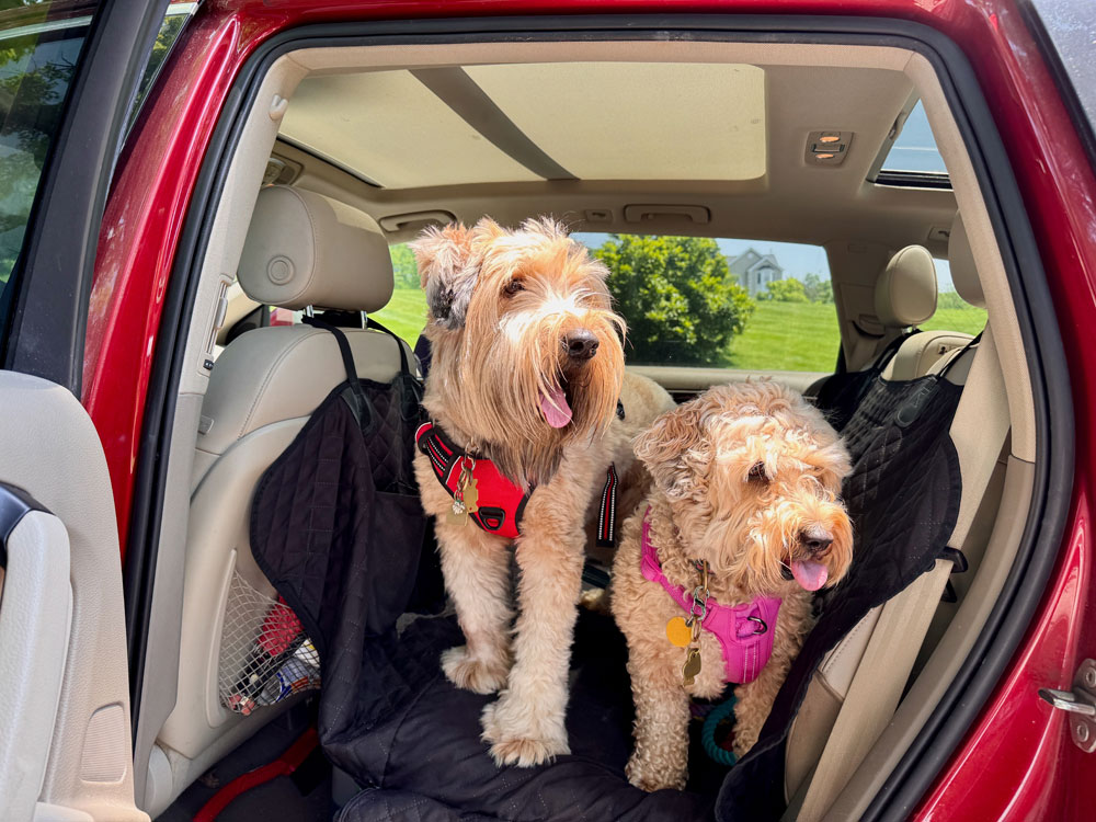 Bringing your pup along for errands, weekend hikes, or cross-country adventures is pure joy—until muddy paws, shedding fur, and surprise spills meet your upholstery. A back seat cover for dogs isn’t just a nice-to-have; it’s a practical upgrade that protects your interior, keeps your dog safer, and makes cleanup simple. Below are seven compelling reasons to add one now, plus expert guidance on choosing, installing, and caring for the right cover for your vehicle and lifestyle. Reason 1: Protect Your Upholstery from Dirt, Fur, and Claws Keeping your seats clean is easier when a back seat cover for dogs creates a full barrier between your pet and your factory fabric or leather. https://www.shutterstock.com/image-photo/small-whoodle-dog-mixed-breed-wheaten-2336780365 A quality liner shields against sand, hair, and everyday grime while preventing claw scuffs on stitching and bolsters—especially important f5or newer vehicles or premium interiors. Everyday messes add up Even “clean” dogs shed oils and dander that embed in fibers. Over time, that buildup dulls color and traps odors. A removable cover takes the abuse, then washes up nicely. Seasonal protection From muddy spring trails to salty winter roads, environmental residue is no match for a durable, water-resistant surface. Your seats stay like-new beneath. Reason 2: Contain Spills and Accidents (Water-Resistant Peace of Mind) Accidents happen—and a back seat cover for dogs is your first line of defense against moisture and stains. Look for multi-layer construction with a water-resistant or waterproof top layer, plus a padded core that slows liquid migration while you find a towel. Hydration on the go Sloshed water bowls and post-swim shakes won’t soak your upholstery when the cover forms a catch zone for quick cleanup. Road-trip reliability Long drives can trigger motion stomachs. A protective cover minimizes permanent damage and odor if your dog gets carsick. Reason 3: Improve Safety with Anti-Slip and Seat-Belt Pass-Throughs Stability matters, and a back seat cover for dogs with non-slip backing helps prevent sliding during cornering or braking. https://www.shutterstock.com/image-photo/staffordshire-bull-terrier-dog-on-rear-2418195899  Premium covers include textured undersides and anchor points that hold the mat in place, plus strategically placed pass-throughs for harness tethers. Secure seating = calmer riding When dogs feel planted, they pace less, pant less, and settle faster—reducing distractions for the driver. Harness-ready design Built-in openings let you clip a crash-tested harness to the seat belt buckle, keeping your dog safely restrained and your cover properly positioned. Reason 4: Reduce Allergens and Odors Inside Your Cabin A washable back seat cover for dogs traps dander and hair on a single, removable surface. Instead of deep-cleaning cushions, you simply shake out, vacuum, or wash the cover—cutting allergens and smells that otherwise linger in foam and fabrics. Better air quality Concentrating debris on the cover helps your cabin filter and vents stay cleaner, which is especially helpful for allergy-sensitive riders. Faster refresh Quick maintenance between trips keeps the inside of your car guest-ready without expensive detailing. Reason 5: Extend Vehicle Resale Value Buyers notice spotless interiors, and a back seat cover for dogs preserves the look and feel of your original seats. https://www.shutterstock.com/image-photo/two-dogs-sitting-car-backseat-safe-2313952317 Well-kept upholstery signals careful ownership, which can translate to stronger trade-in or resale offers. Invisible insurance Even with careful vacuuming, micro-scratches and stains accumulate. A protective layer prevents hidden wear that devalues the vehicle over time. Family- and pet-friendly appeal If the next owner has kids or pets, a clean, odor-free cabin is a big selling point. Reason 6: Comfort and Temperature Control for Longer Rides A padded back seat cover for dogs turns a slick bench into a cozy, grippy lounge. Textured fabrics help your dog “anchor” on turns, while quilted cores add joint-friendly cushioning for seniors and big breeds. Cooler in summer, warmer in winter Some fabrics dissipate heat better than leather and feel less chilly than vinyl on frosty mornings—helping your dog relax sooner. Less fatigue = fewer fidgets Comfort reduces constant shifting and pawing, which also protects your door cards and front seatbacks. Reason 7: Versatility for Life Beyond the Dog Park Your back seat cover for dogs doubles as a cargo liner, picnic blanket, or post-beach barrier for sandy coolers and gear. https://www.shutterstock.com/image-photo/dog-car-traveling-beloved-pet-by-2384203307 Many designs convert from hammock style to bench or trunk mode in seconds, so one item solves multiple daily problems. One tool, many jobs Hauling plants, DIY supplies, or sports equipment is simpler when your seats stay shielded—and cleanup takes minutes, not hours. Modular convenience Zip-out panels and adjustable straps adapt the cover to different vehicles or seating layouts when your needs change. How to Choose the Right Cover Picking the right back seat cover for dogs starts with honest assessment: your dog’s size, your climate, and your use case. Match those needs to materials and features so you’re paying for performance you’ll actually use. Material matters Ballistic/Canvas: Maximum durability for claws and heavy gear. NeoSupreme/Neoprene: Soft, water-resistant comfort; easy to wipe. Leatherette: Premium look, fast cleanup, pet hair releases easily. Fit first Custom-fit patterns contour to your seats for a polished look and fewer gaps. Universal covers are flexible across vehicles but may require more strap adjustments. Feature checklist Non-slip backing, side-flaps to protect door sills, seat-belt pass-throughs, headrest anchors, and machine-washable construction make the biggest day-to-day difference. Installation & Care Tips for Long-Term Performance A properly installed back seat cover for dogs stays quiet, flat, and effective for years. Spending five extra minutes on setup and care keeps it performing—and looking—like new. https://www.shutterstock.com/image-photo/boston-terrier-on-back-seat-car-2205236073 Dial in the setup Tension straps evenly, tuck seat anchors deep into the crease, and align pass-throughs with buckles. Test with a quick drive and re-snug as needed. Clean smarter, not harder Shake out debris, then vacuum seams. Spot-clean with mild soap, or machine-wash if the fabric allows. Let it air-dry fully to maintain backing grip and stitching integrity. FAQs Do I really need a back seat cover if my dog barely sheds? Yes. Natural oils, occasional mud, and nail scuffs still mark upholstery. A back seat cover for dogs prevents subtle wear that lowers resale value. Will a cover interfere with my seat belts or car seat anchors? Choose a model with seat-belt pass-throughs and LATCH access. A good cover protects surfaces while keeping safety features usable. Can I machine-wash the cover? Many can, but always check the label. When machine washing is allowed, use mild detergent and air dry to preserve the non-slip backing. What’s better: hammock or bench style? Hammock styles protect the back of the front seats and reduce floor mess; bench styles suit dogs who jump in and out frequently. Some covers convert between both. Will the cover fit my specific car? Custom-fit options follow your seat contours exactly. Universal covers fit most vehicles but may need strap adjustments to minimize gaps. Conclusion A thoughtfully chosen back seat cover for dogs transforms pet travel: cleaner seats, safer rides, calmer dogs, and faster cleanup. With water-resistant fabrics, non-slip bases, harness pass-throughs, and easy-wash construction, you’ll spend less time detailing and more time exploring with your best friend. Caltrend designs premium, model-specific seat protection and pet-ready accessories built in the USA for a precise fit, long service life, and elevated cabin style. If you’re ready to protect your interior without sacrificing looks, explore Caltrend’s lineup and outfit your vehicle for every adventure—paws, mud, fur and all.